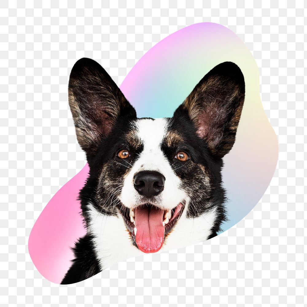 Border collie dog png, transparent background