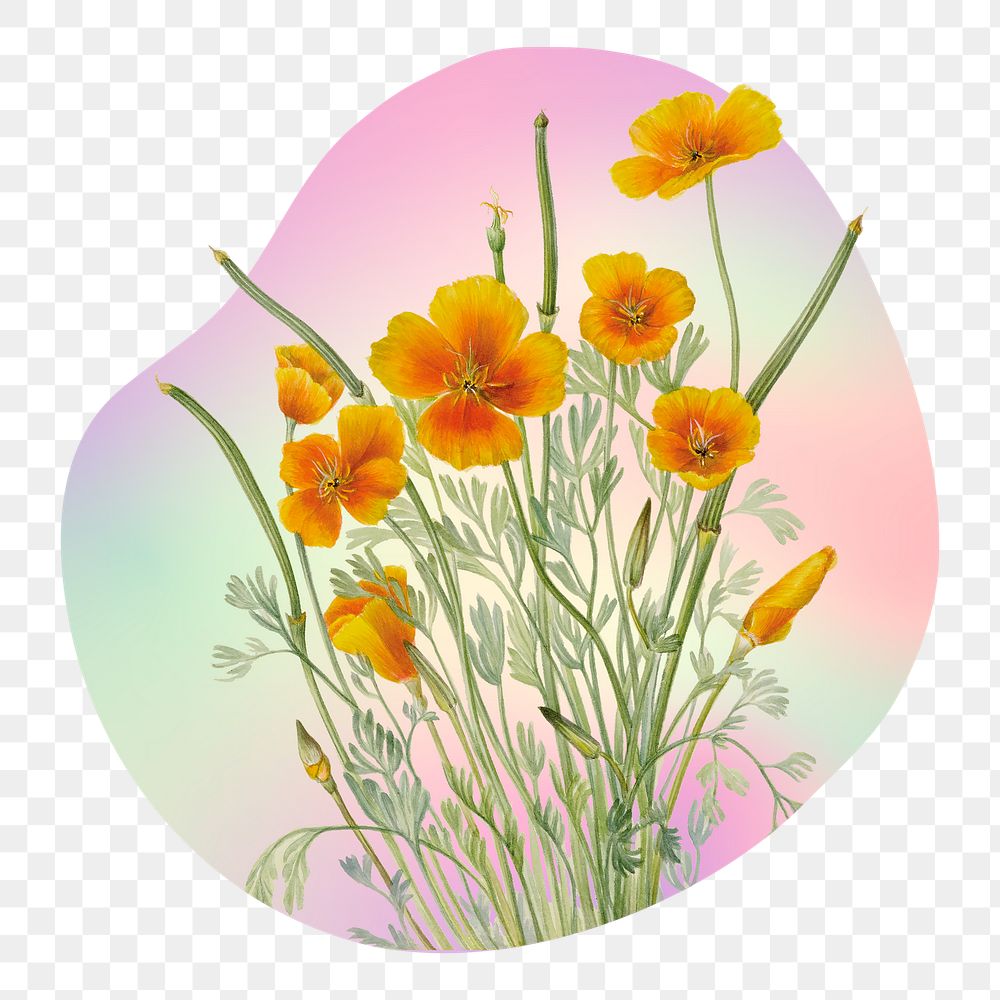 Yellow flower png on gradient shape, transparent background