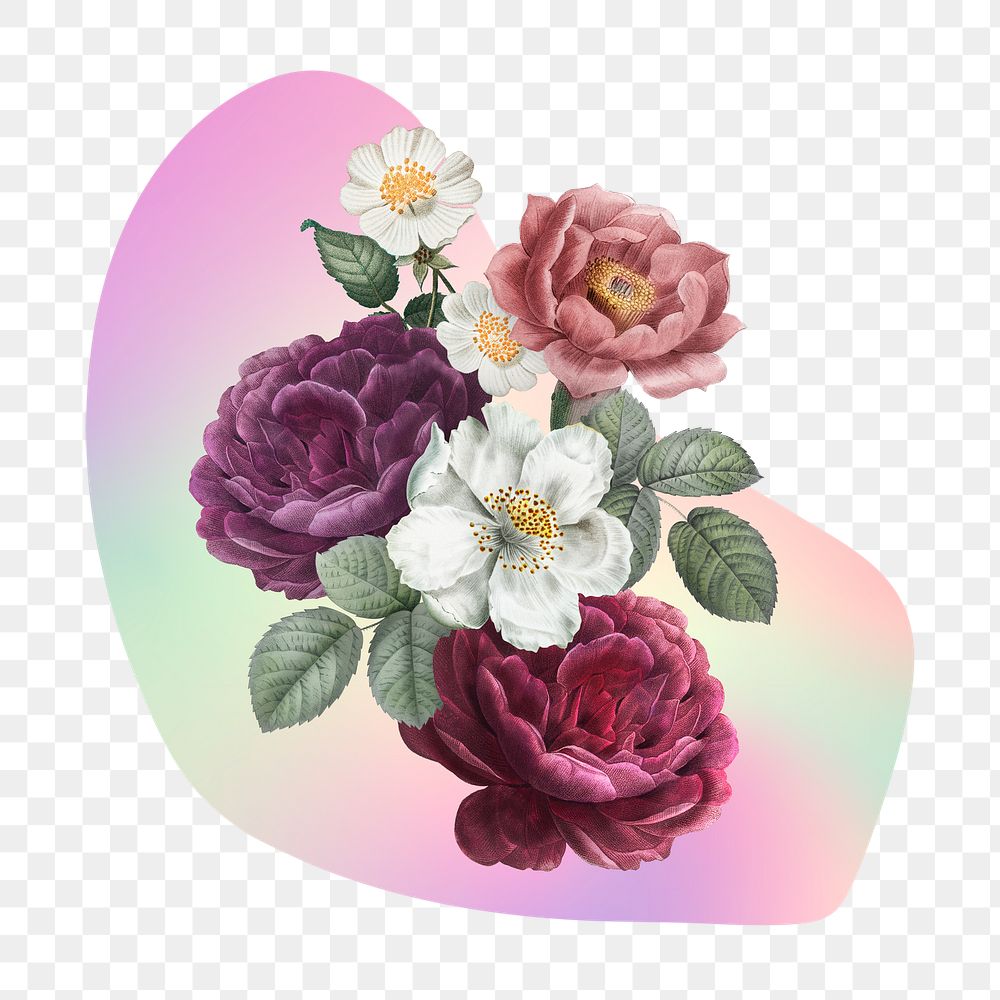 Rose png  on gradient shape, transparent background