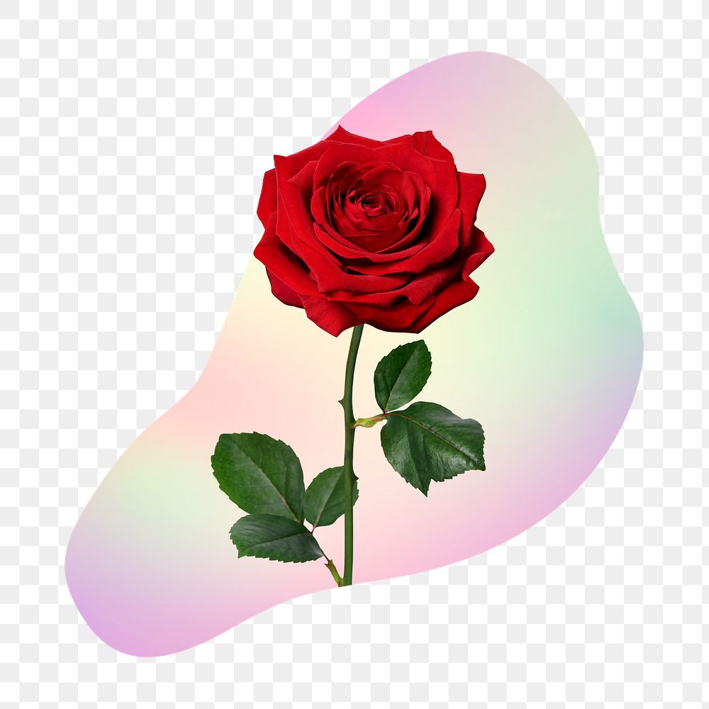 Red rose png  on gradient shape, transparent background