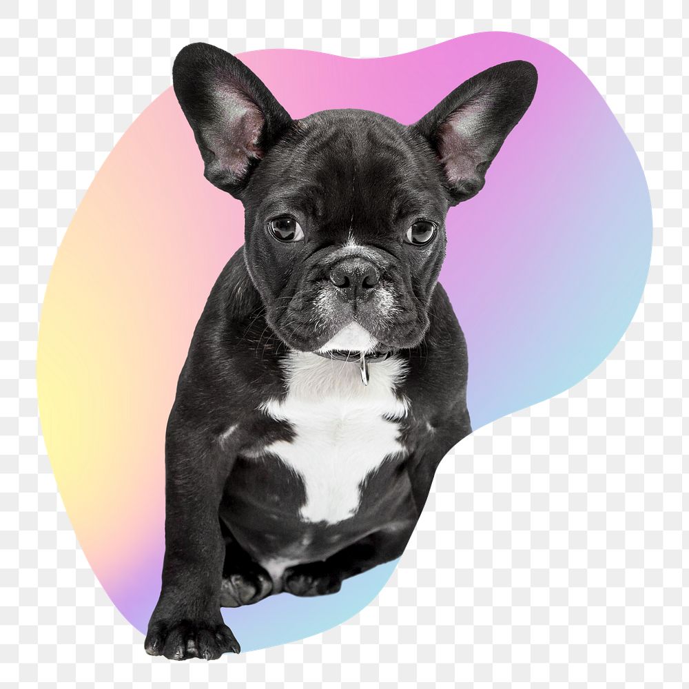 French bulldog png, transparent background