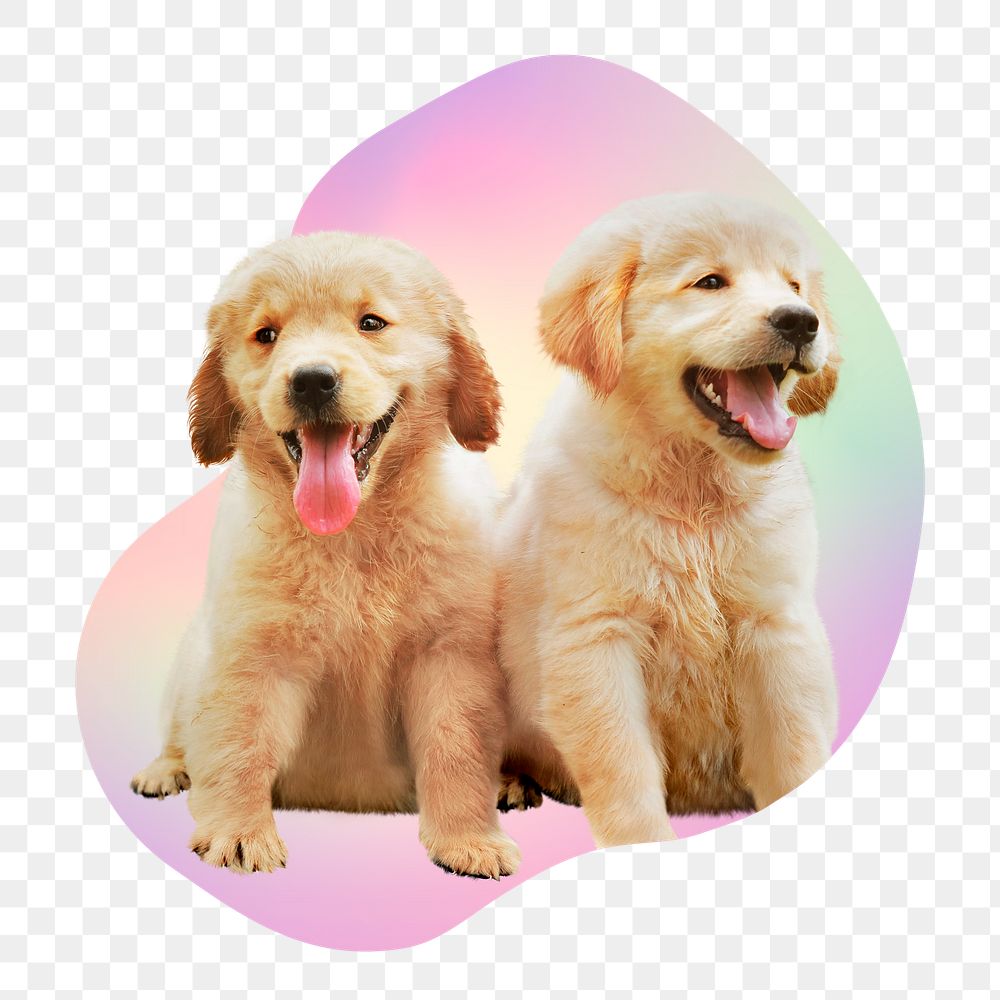 Golden retriever puppies png, transparent background