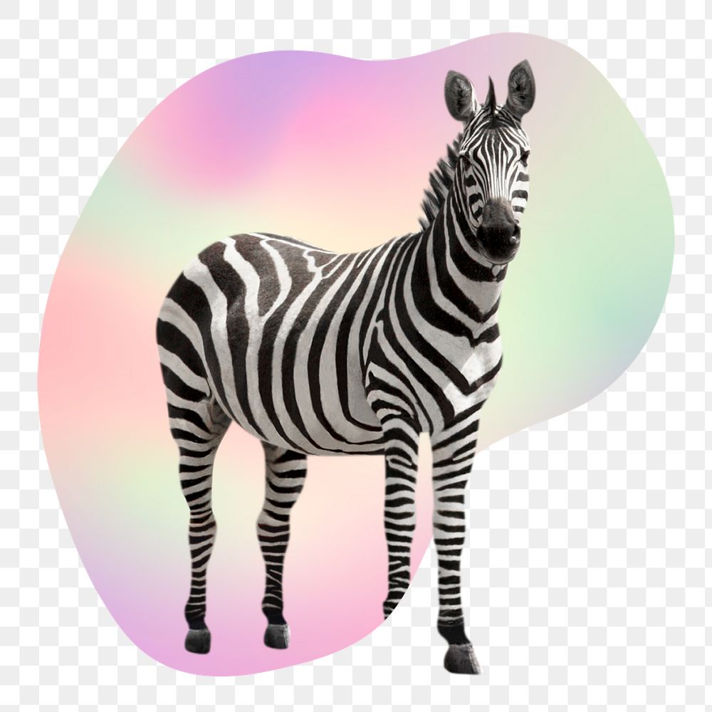 Zebra png, animal in transparent background