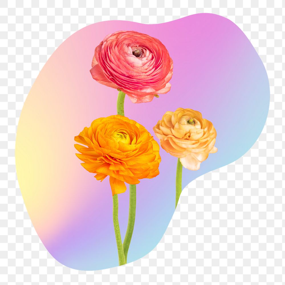 Rose flower png  on gradient shape, transparent background