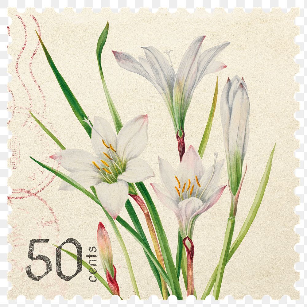 PNG floral postage stamp, aesthetic white atamasco lily collage element, transparent background