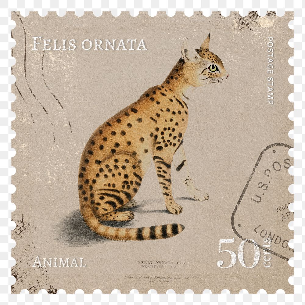 Wild cat png post stamp, ephemera sticker, transparent background