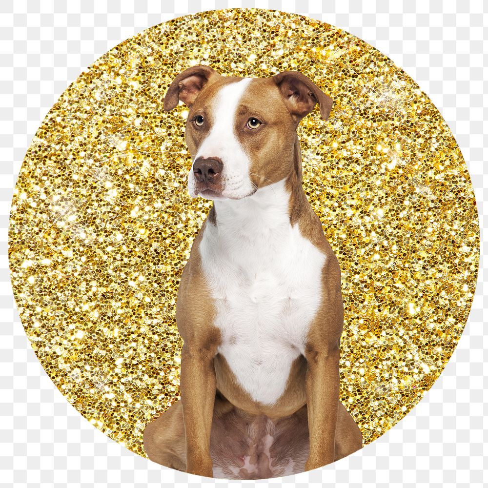 Png Pit bull terrier dog badge sticker, gold glitter circle shape, transparent background