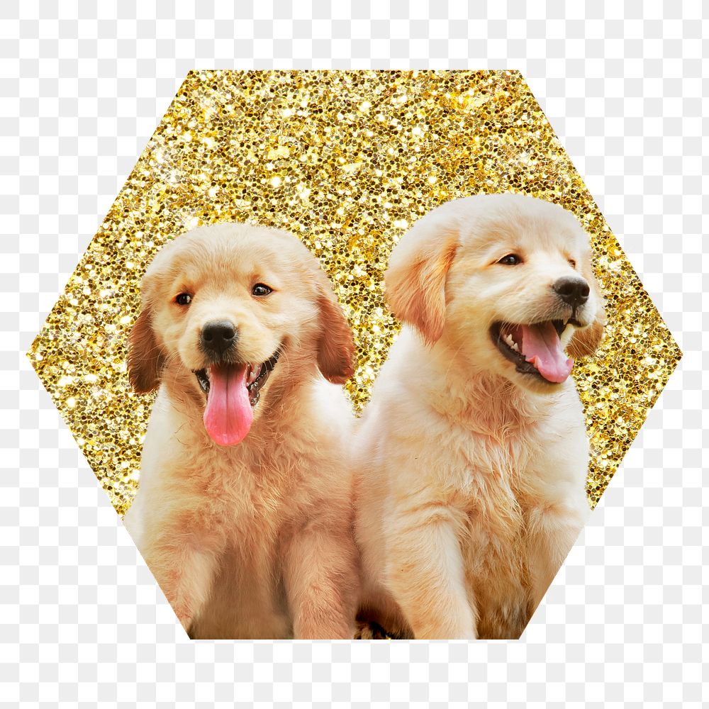 Png Golden retriever puppies png badge sticker, gold glitter hexagon shape, transparent background