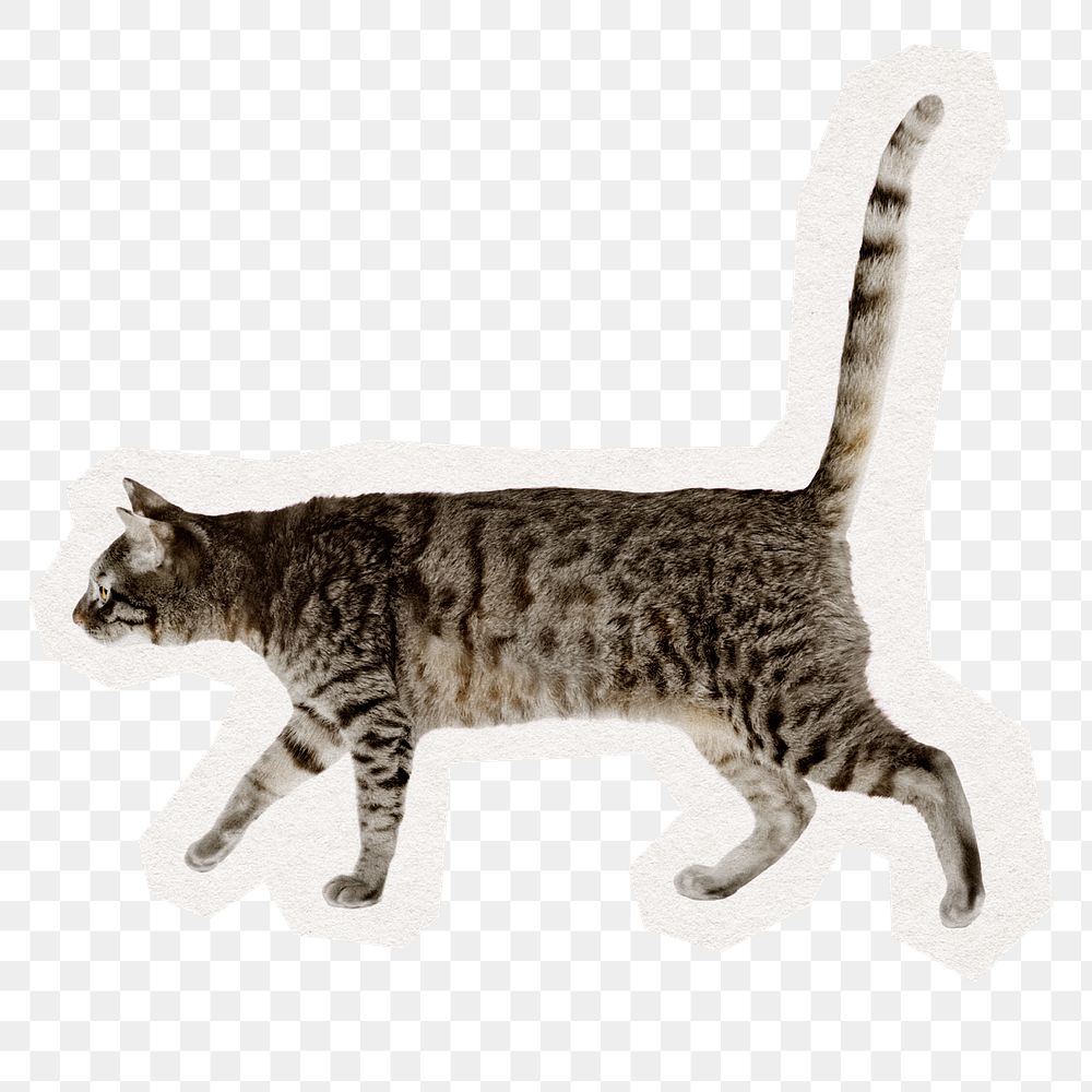 Cute cat png sticker, pet animal illustration in transparent background