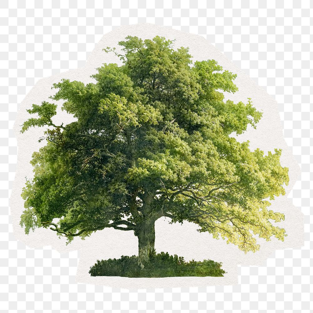 Green tree png digital sticker in transparent background