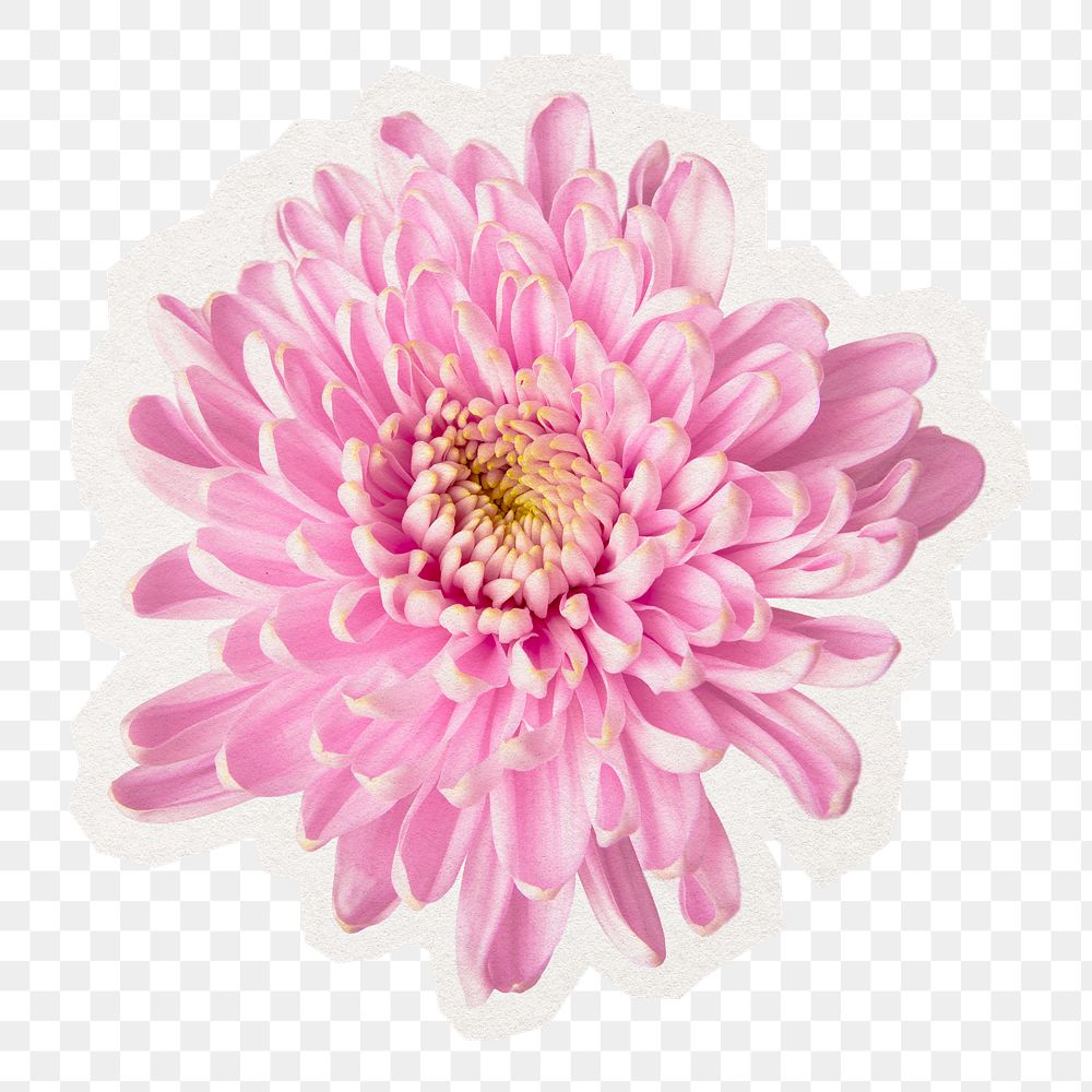 Flower object png, pink chrysanthemum cut out in transparent background