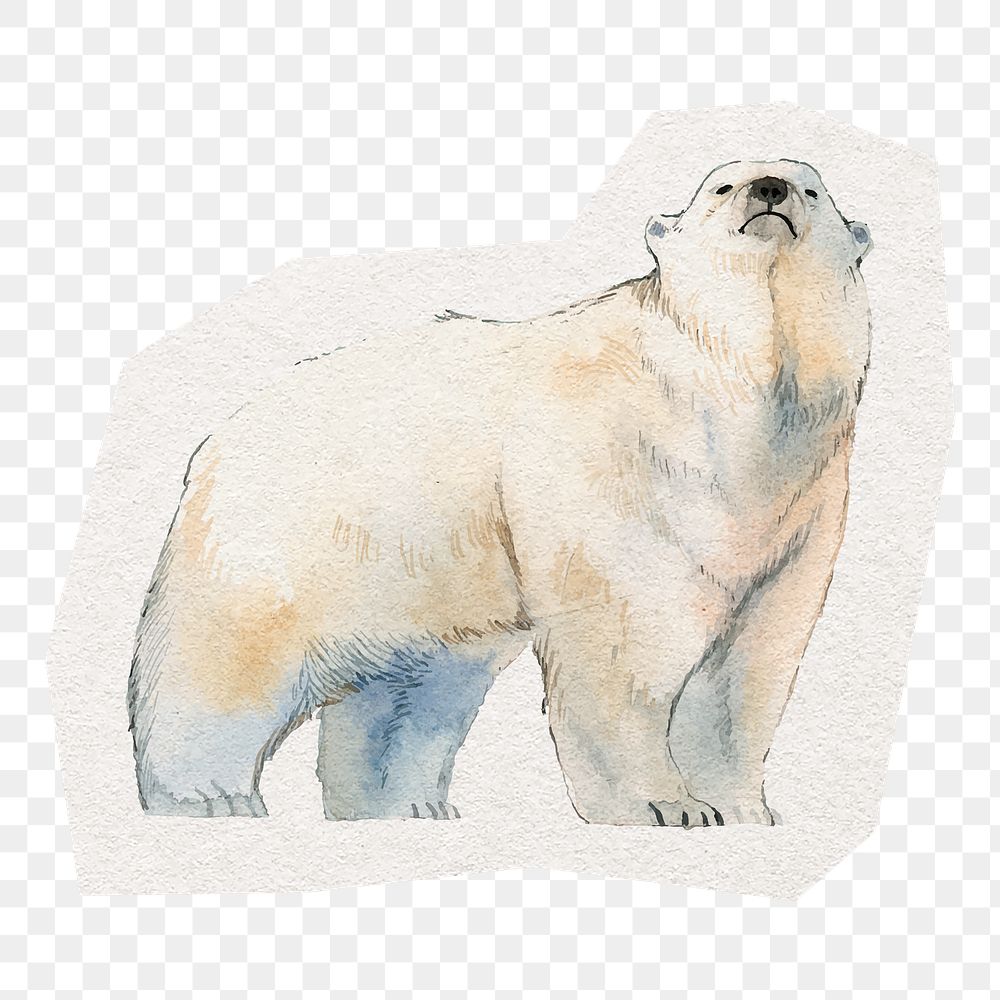 PNG polar bear digital sticker, collage element in transparent background