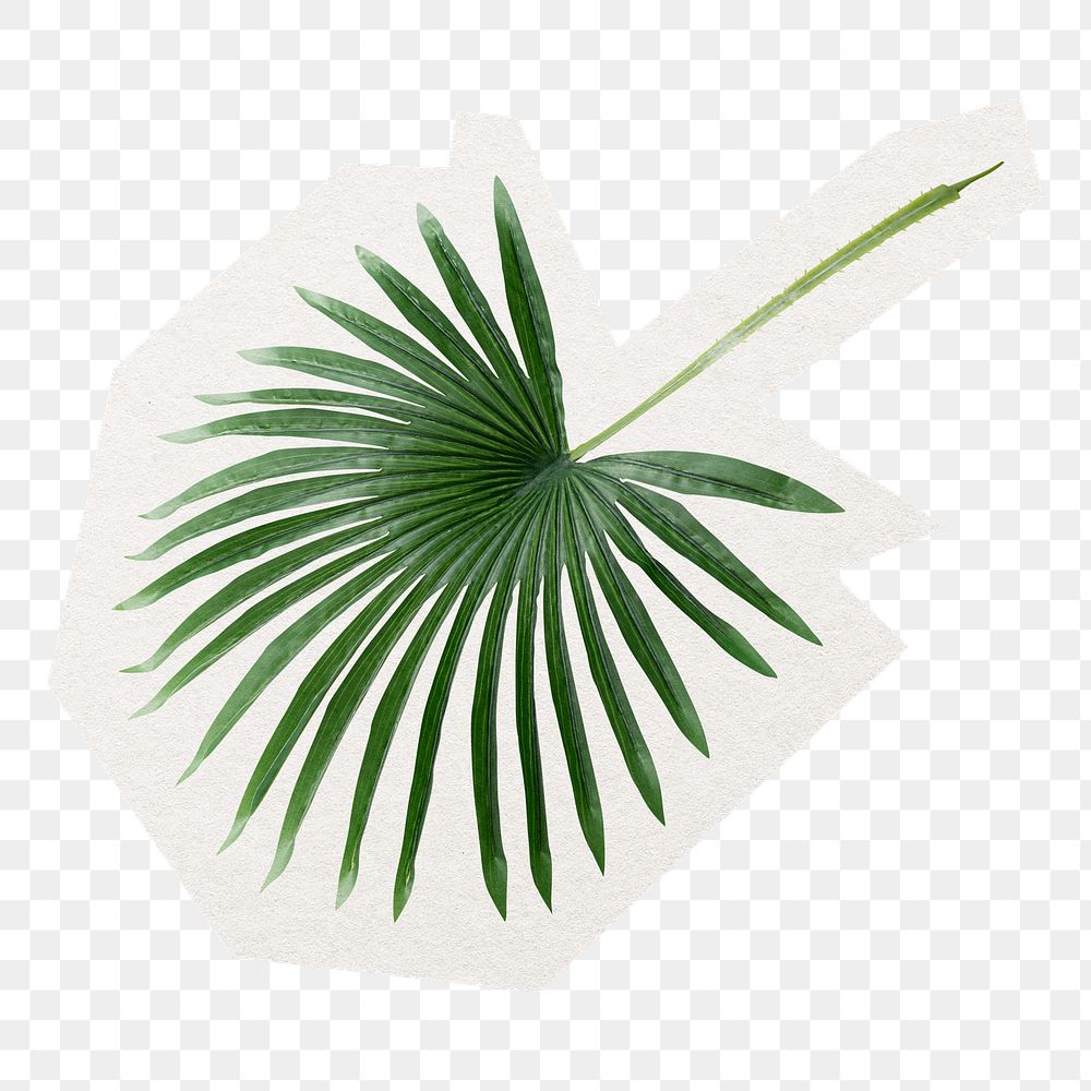 PNG tropical palm leaf sticker, collage element in transparent background