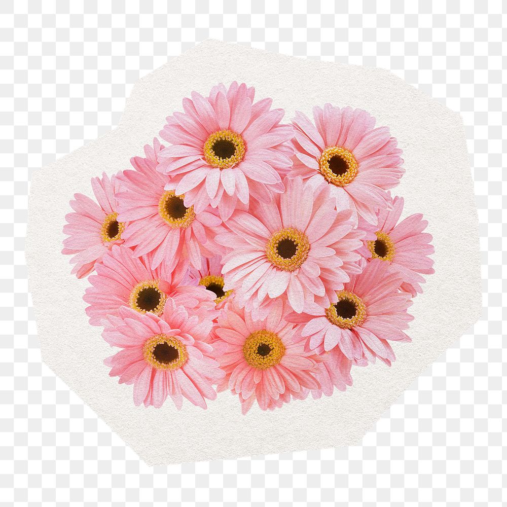 Pink flower png sticker, natural daisy object in transparent background