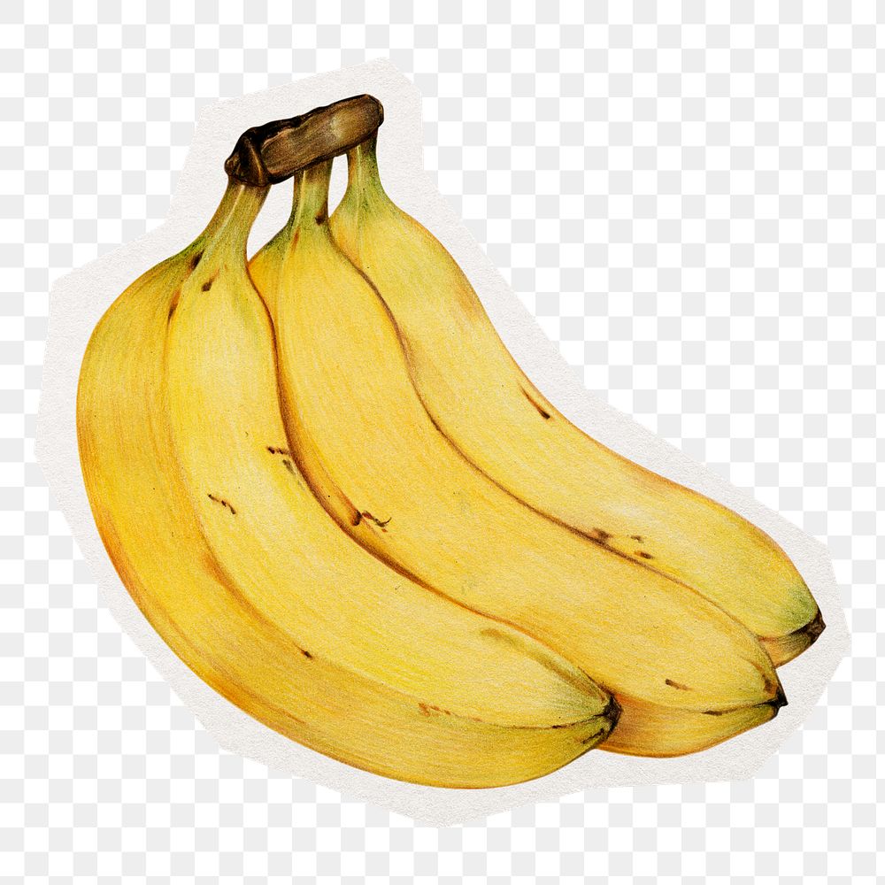 Bananas png collage element sticker, transparent background