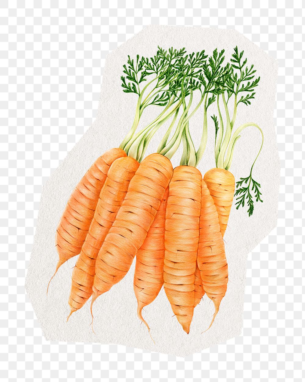 Carrot png collage element sticker, transparent background