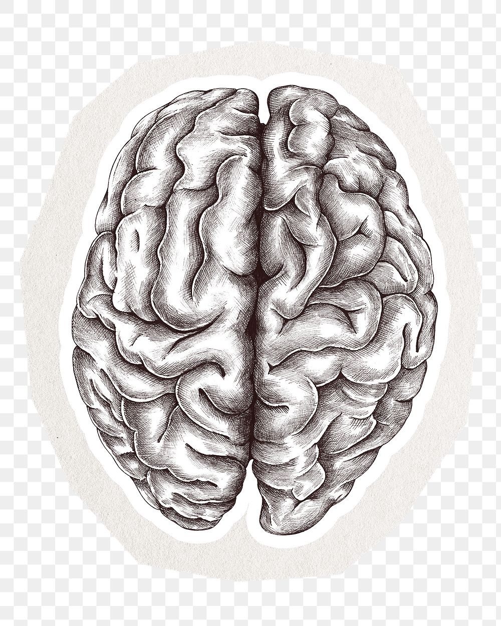 Brain illustration png sticker, collage element in transparent background