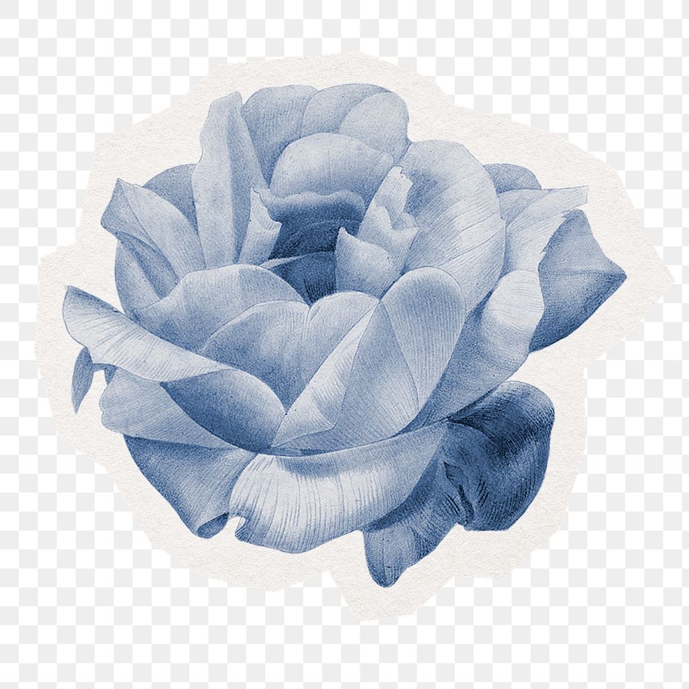 Blue rose png sticker, watercolor illustration in transparent background