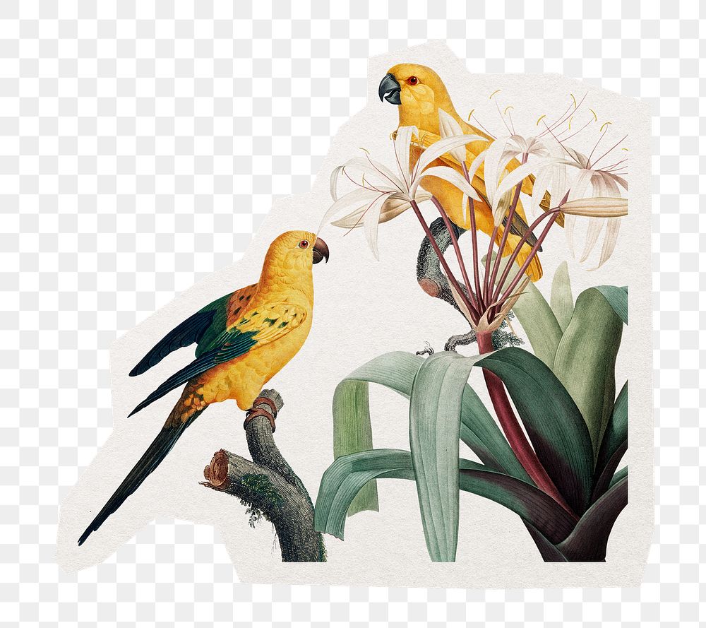 Beautiful bird png sticker, sun parakeet with botanical illustration in transparent background