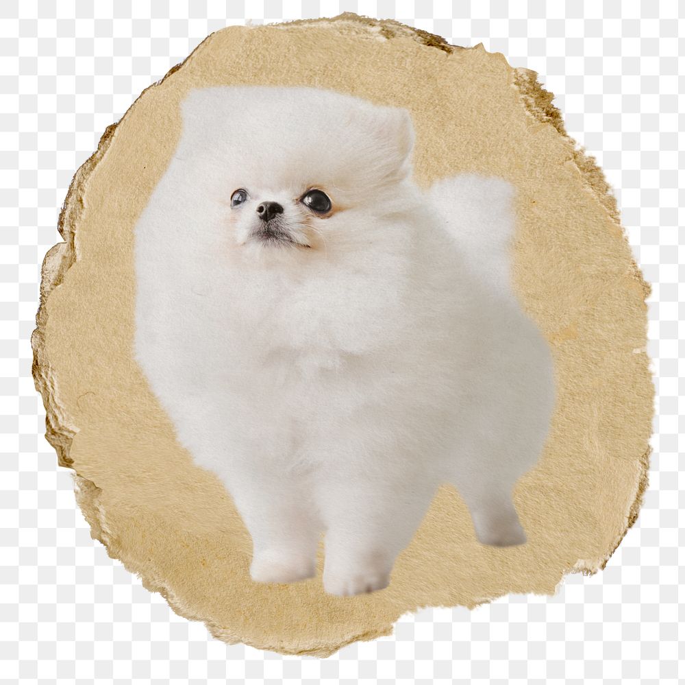 White Pomeranian png dog sticker, ripped paper, transparent background
