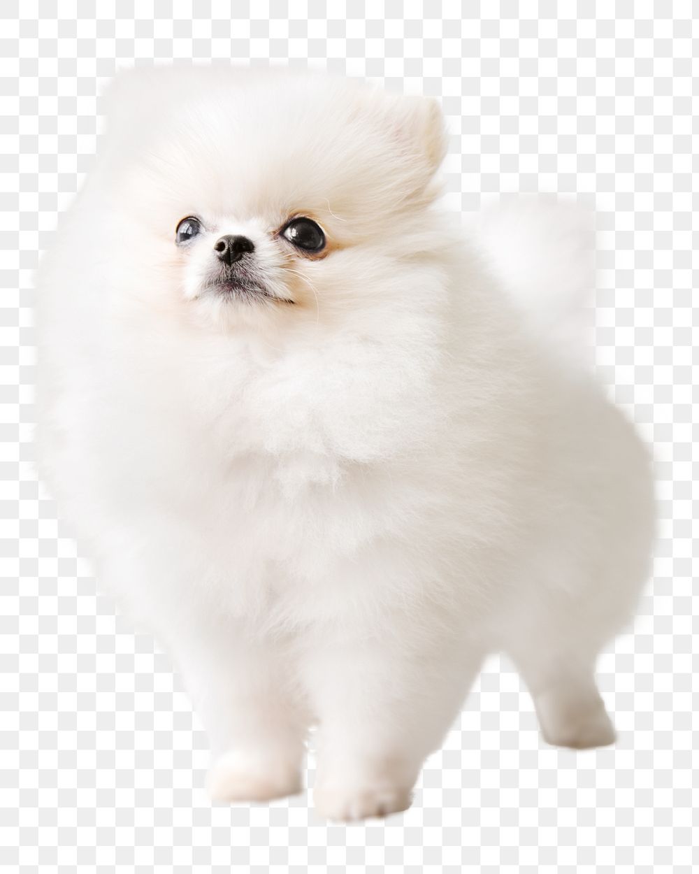  Pomeranian dog png sticker, pet animal image, transparent background