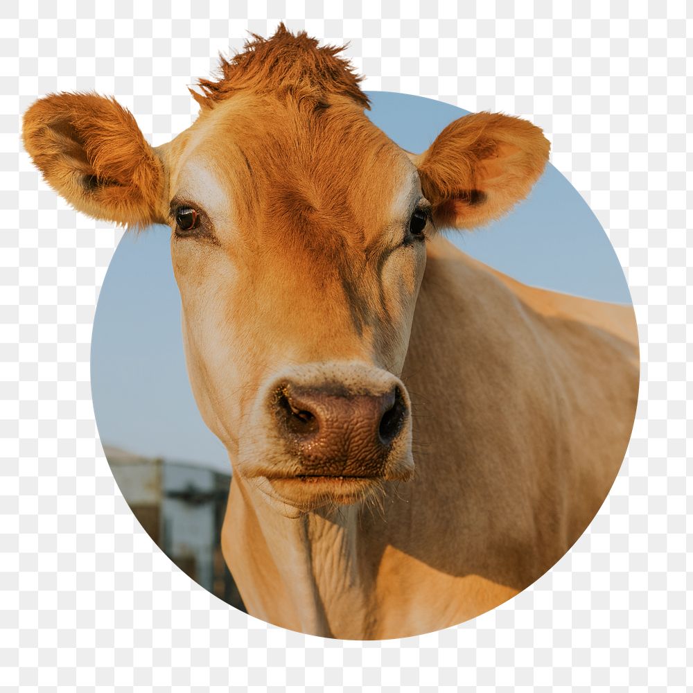 Cow png sticker, cattle animal badge, transparent background