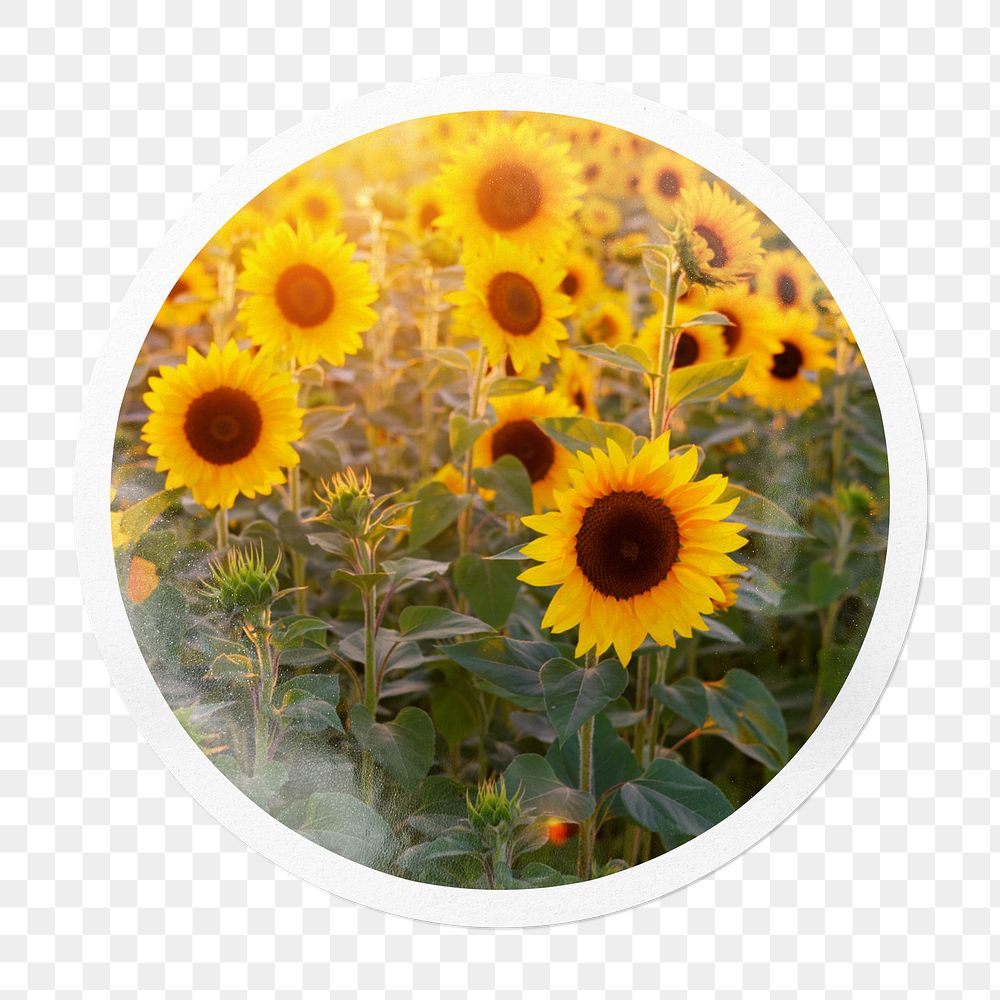 Sunflower field png sticker, Spring circle frame, transparent background