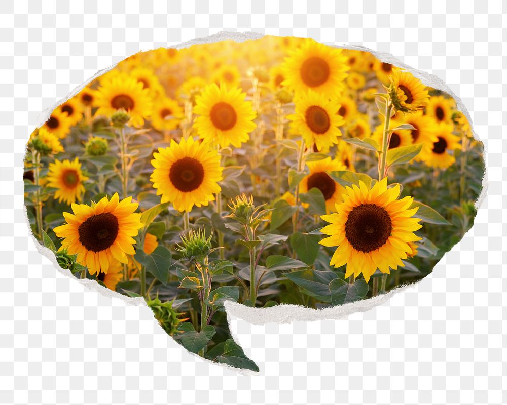 Sunflower field png Spring sticker, ripped paper speech bubble, transparent background