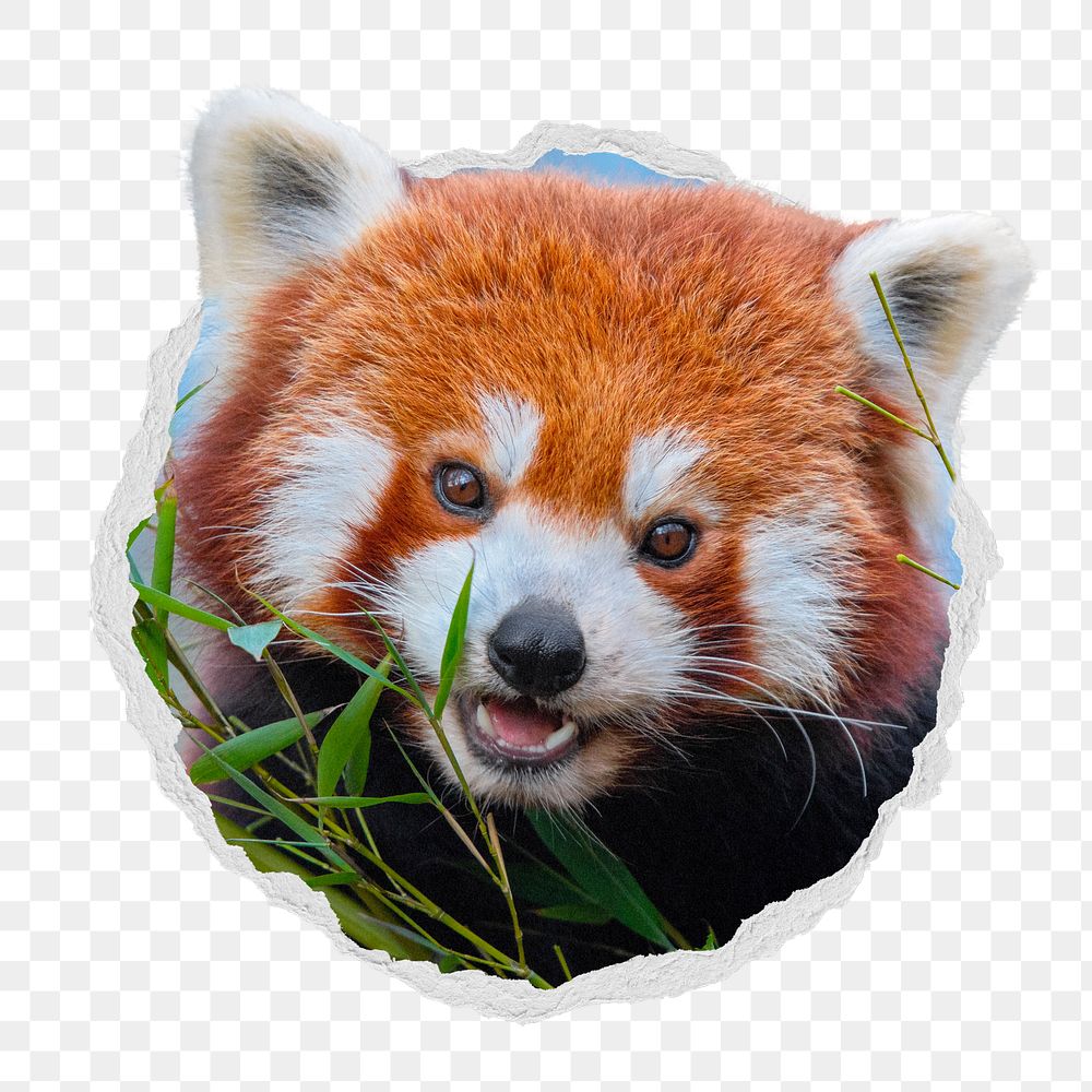 Red panda png sticker, bear photo in ripped paper badge, transparent background