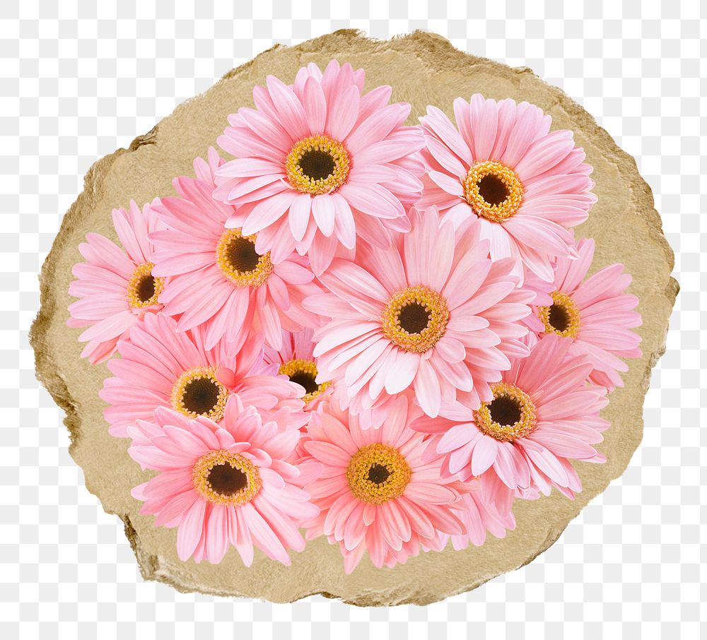 Pink daisy flowers png sticker, ripped paper, transparent background