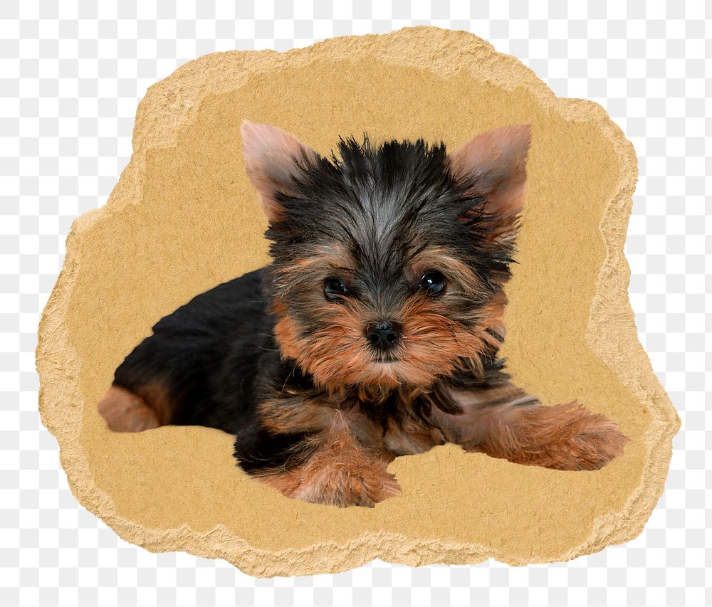 Yorkshire Terrier puppy png sticker, ripped paper, transparent background