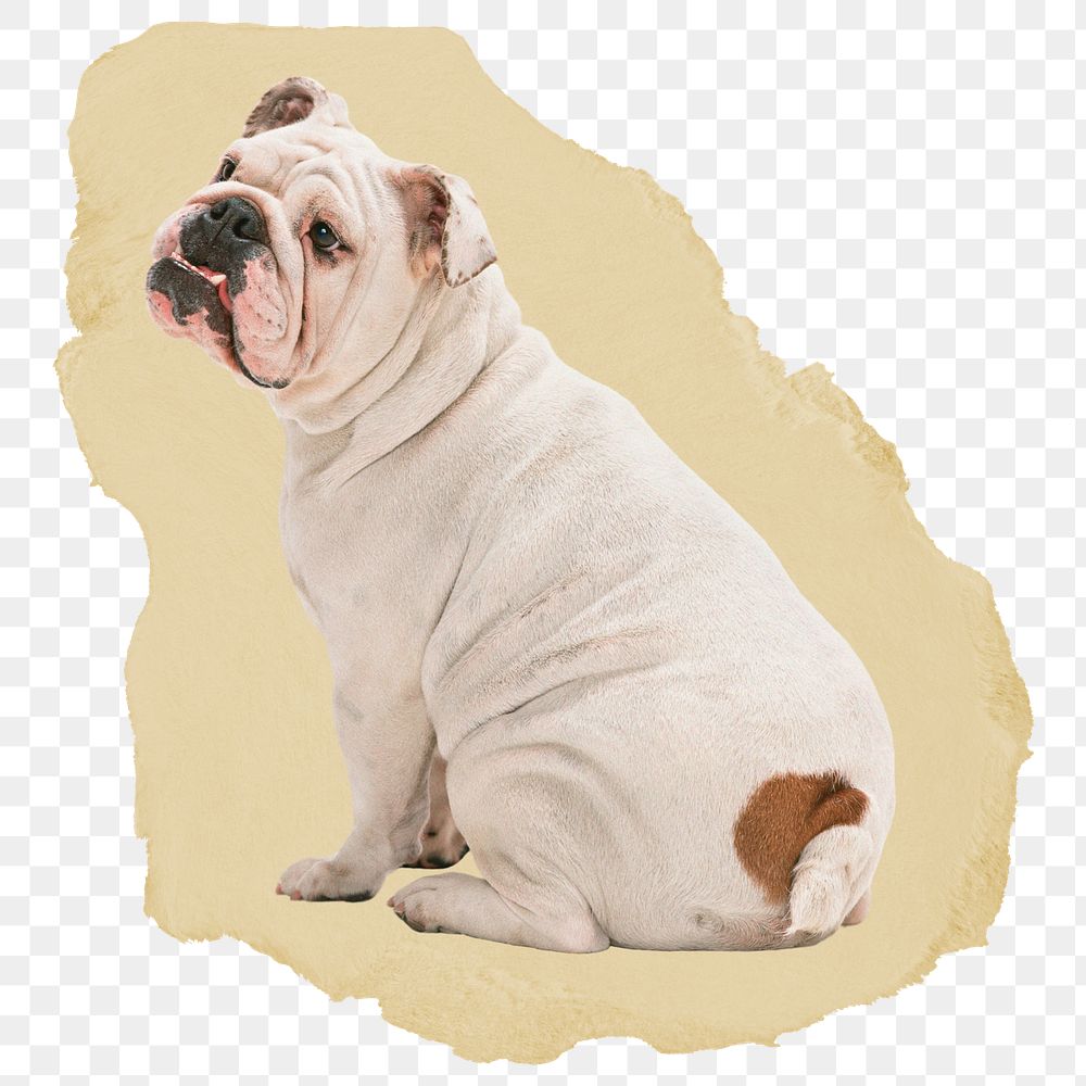 English Bulldog  png sticker, ripped paper, transparent background