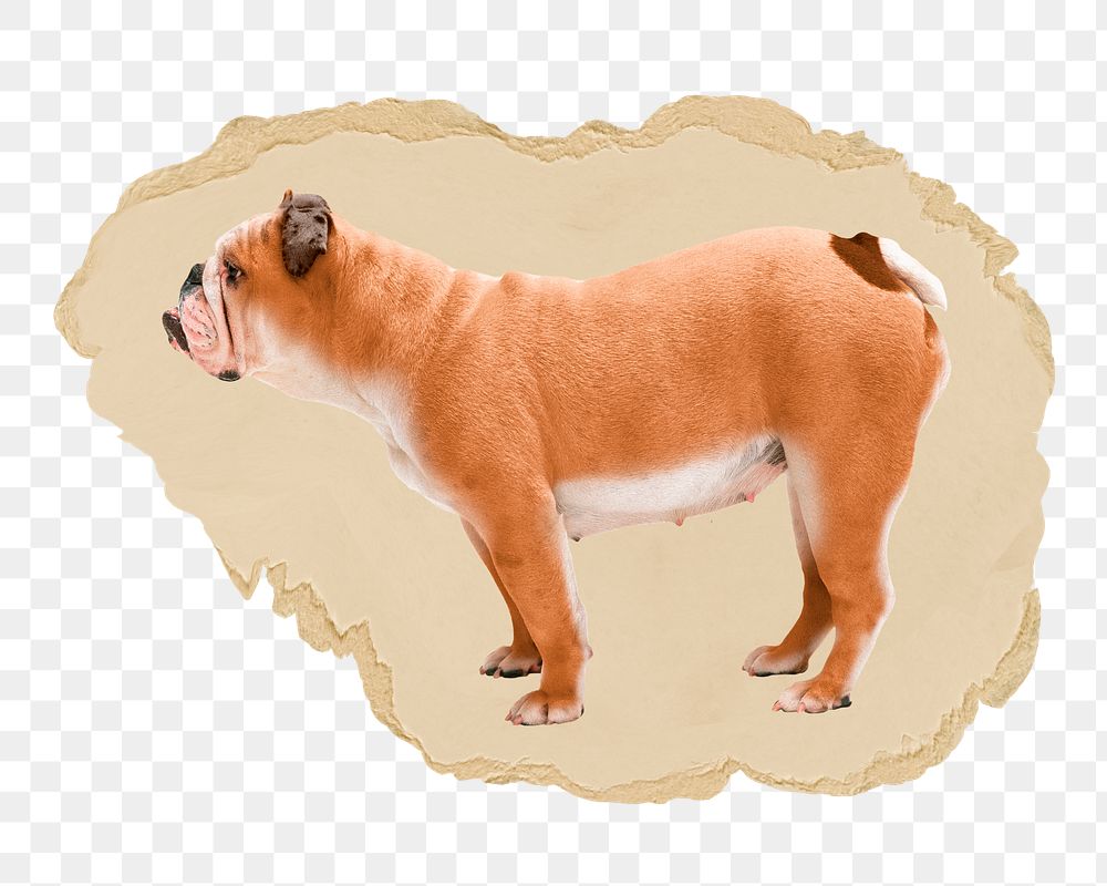 English Bulldog png sticker, ripped paper, transparent background