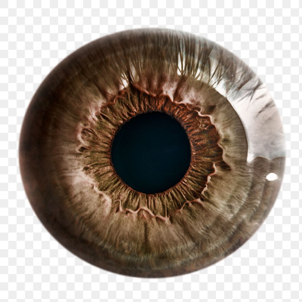 Brown eye iris png sticker, iridology image, transparent background