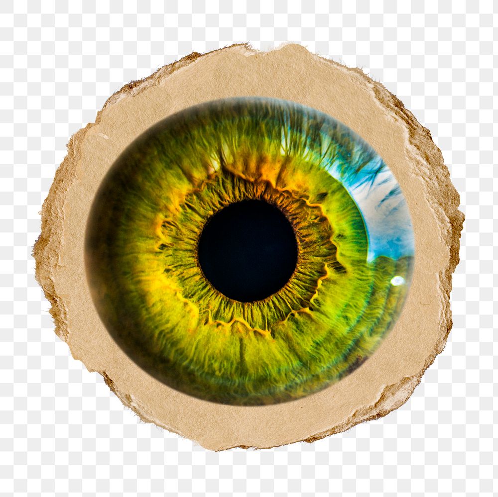 Green eye png iris sticker, ripped paper, transparent background
