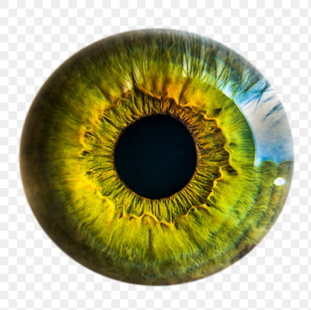 Green eye png iris sticker, iridology image, transparent background
