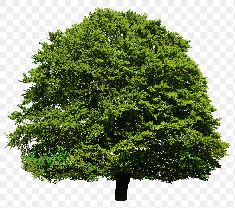 Lush tree png sticker, transparent | Free PNG - rawpixel