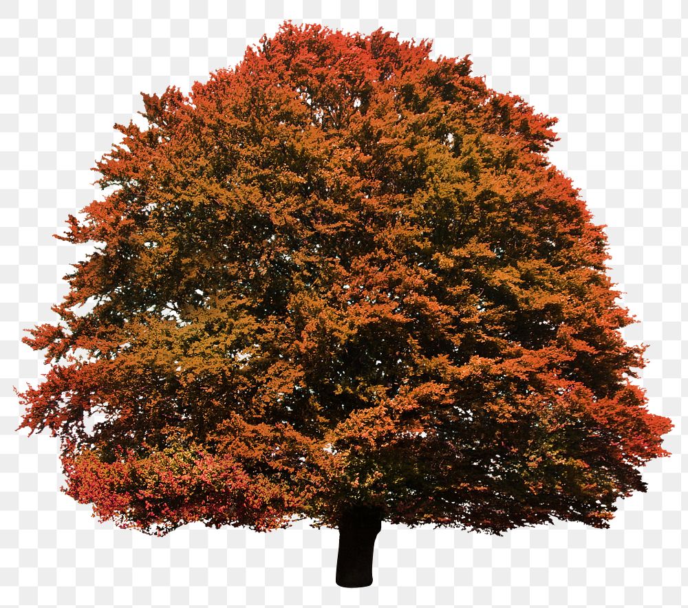 Autumn tree png sticker, transparent background