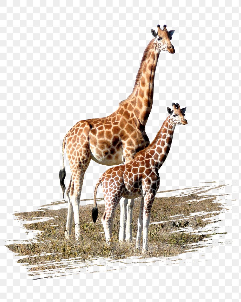 Giraffes png sticker, animal, transparent background