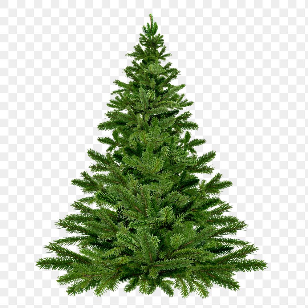 Christmas tree png sticker, fir on transparent background