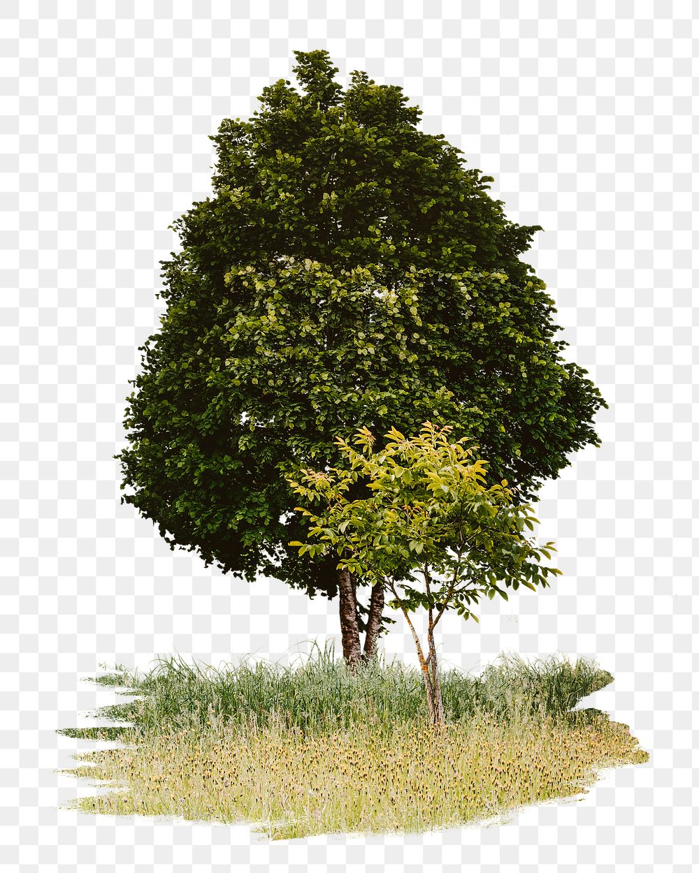 Lone tree png sticker, transparent background