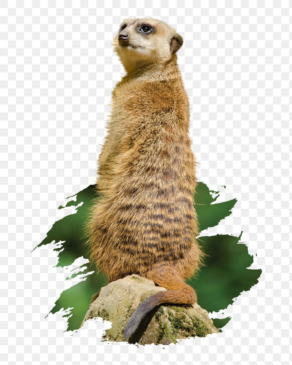 Meerkat png sticker, animal, transparent background