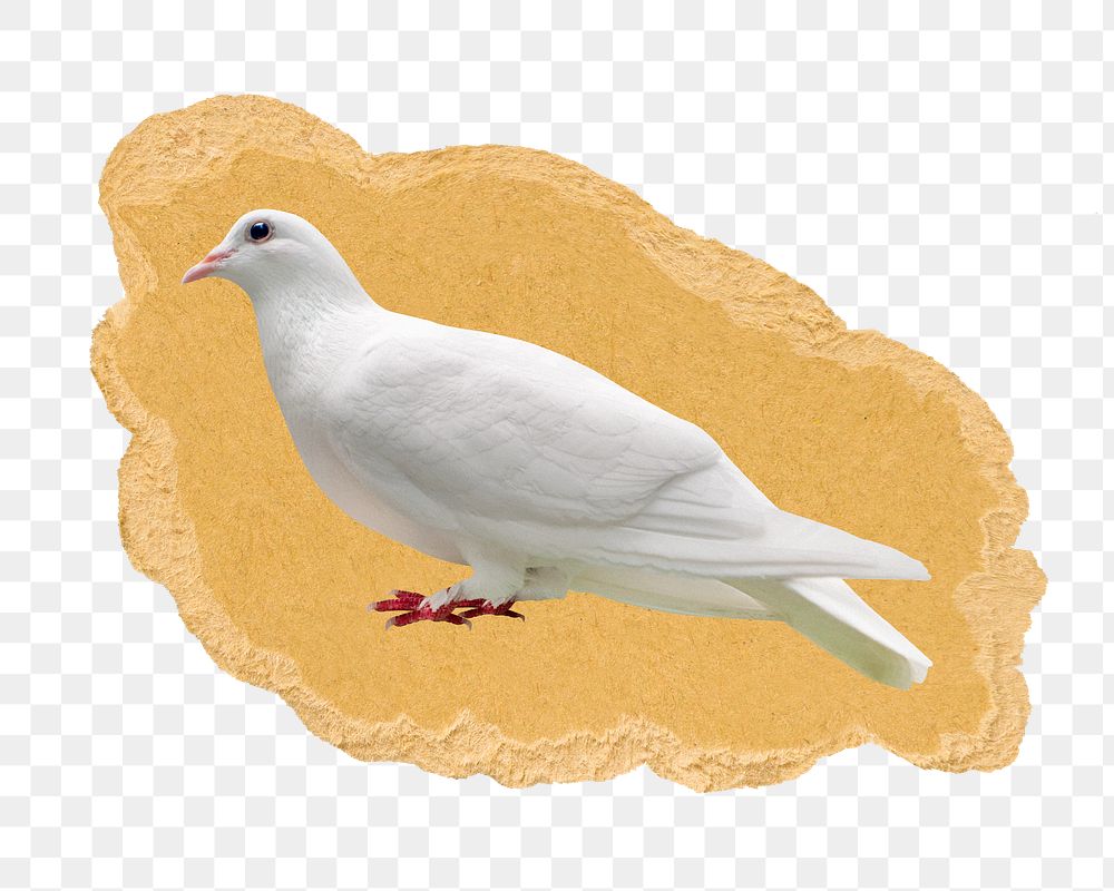 Homing pigeon png sticker, ripped paper, transparent background