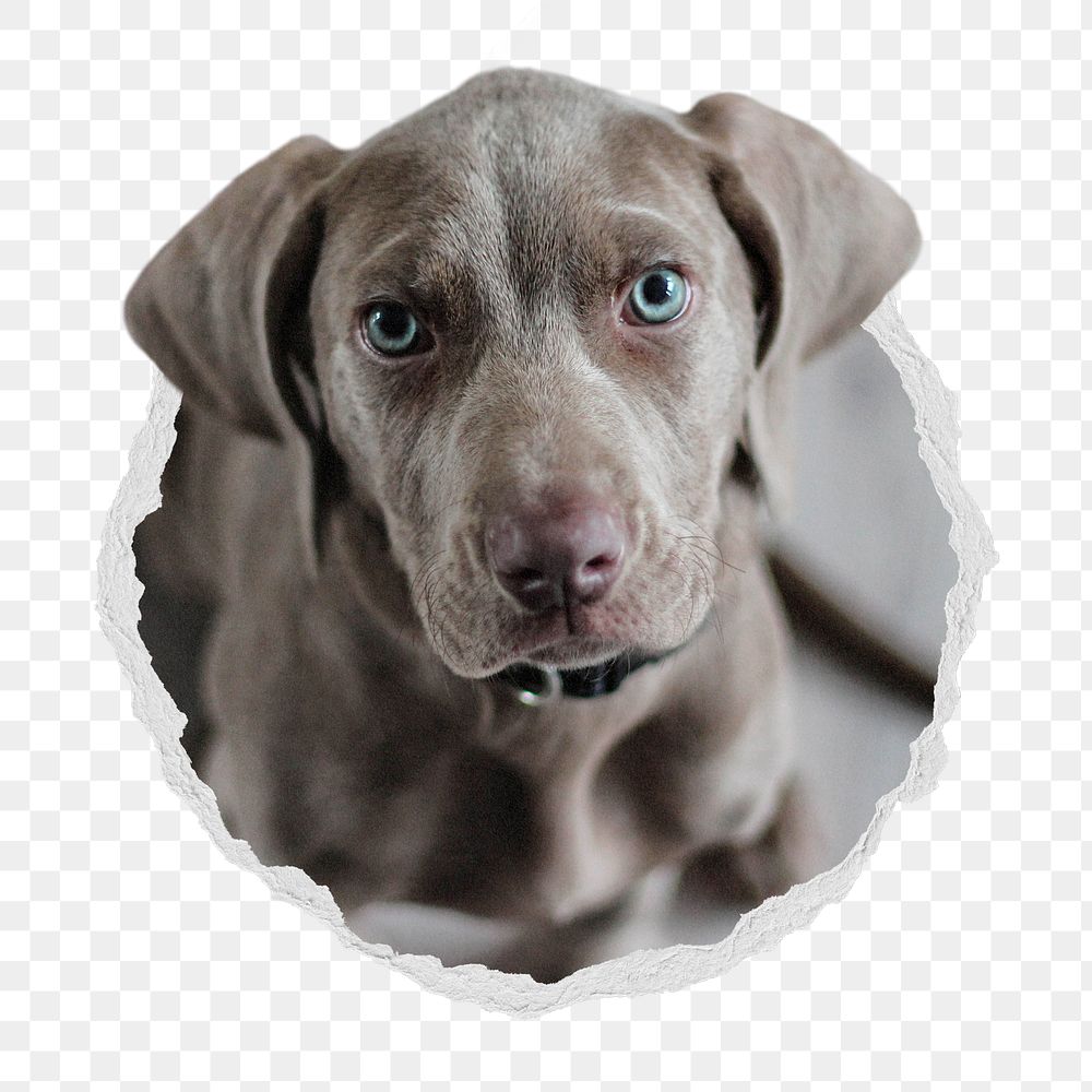 Weimaraner dog png sticker, puppy with blue eyes in ripped paper badge, transparent background