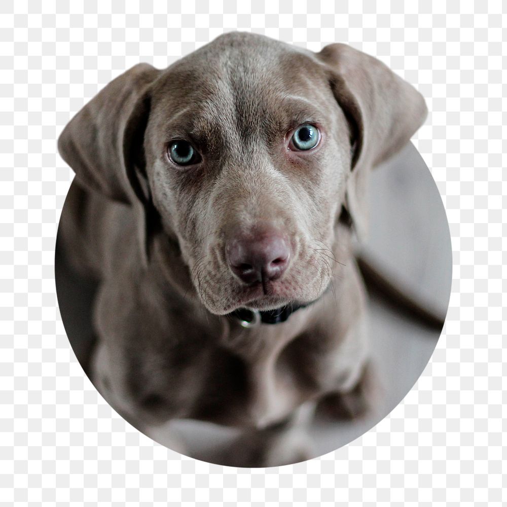 Weimaraner dog png sticker, puppy with blue eyes badge, transparent background