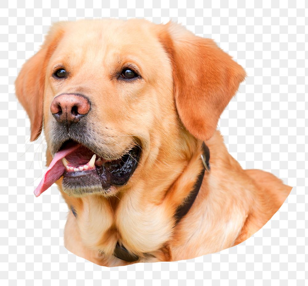 Golden Retriever dog png sticker, pet animal cut out, transparent background