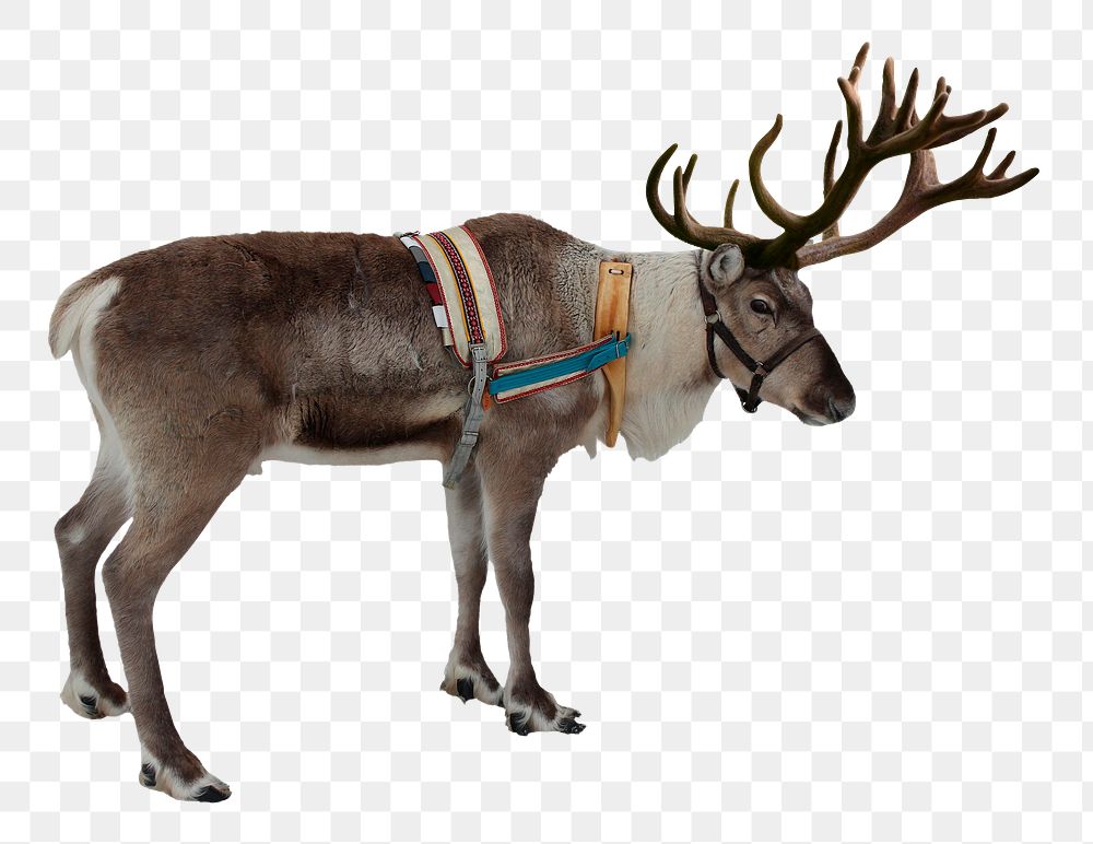 Reindeer png sticker, wild animal transparent background