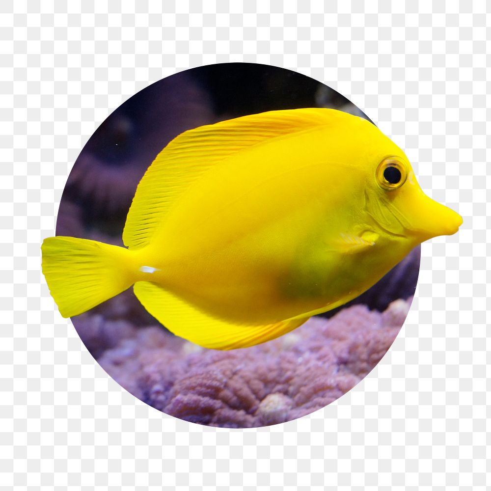 Yellow fish png sticker, marine life photo badge, transparent background