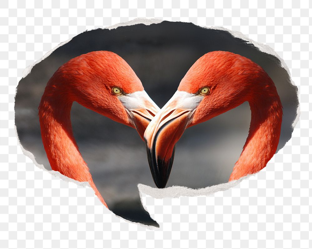 Flamingo heads png animal sticker, ripped paper speech bubble, transparent background