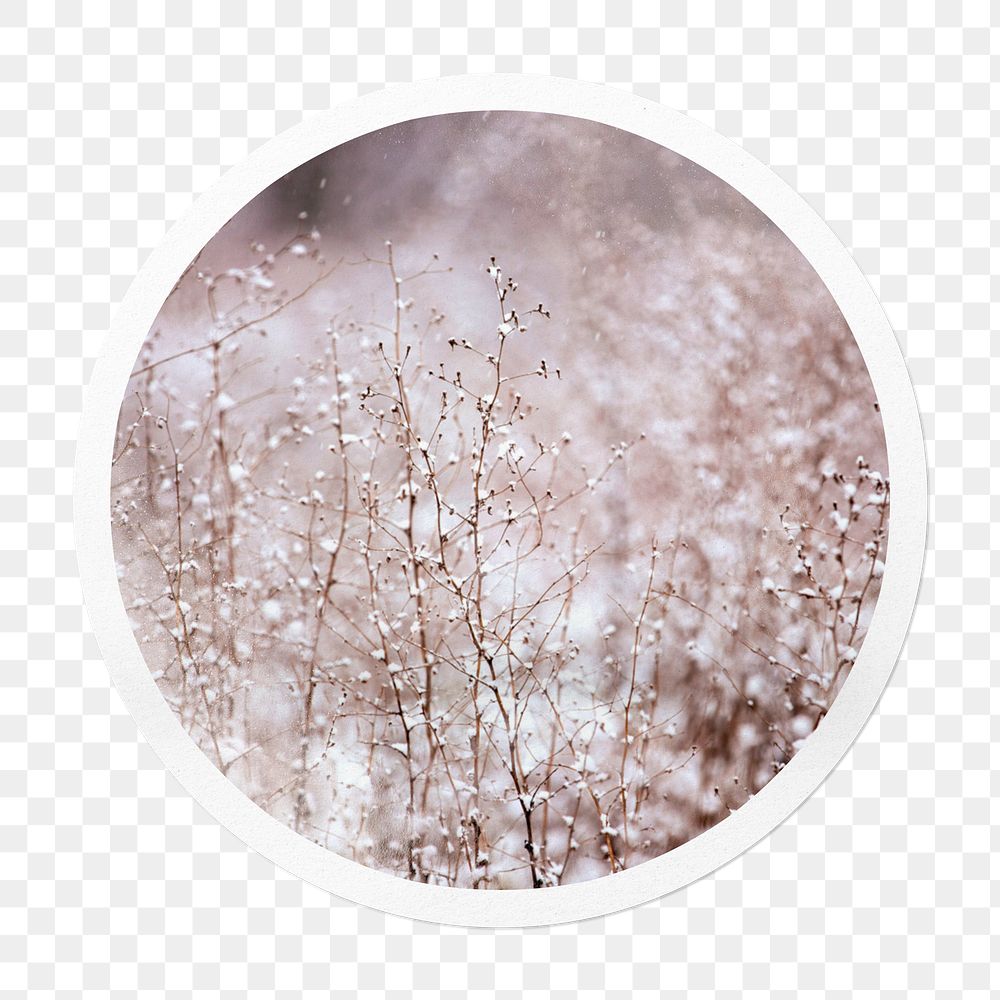 Winter flowers png sticker, aesthetic circle frame, transparent background